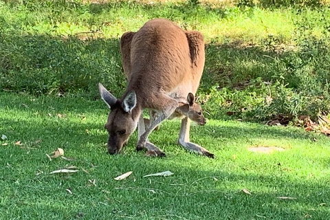 Pinnacles Day Trip From Perth Including Yanchep National Park - Accommodation Adelaide 4