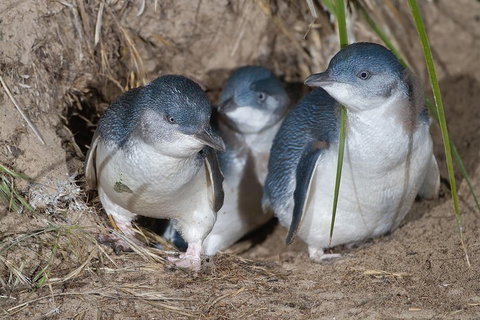 Great Ocean Road & Phillip Island - 3 Days, 2 Nights - Accommodation Adelaide 2