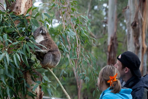Great Ocean Road & Phillip Island - 3 Days, 2 Nights - Accommodation Adelaide 4