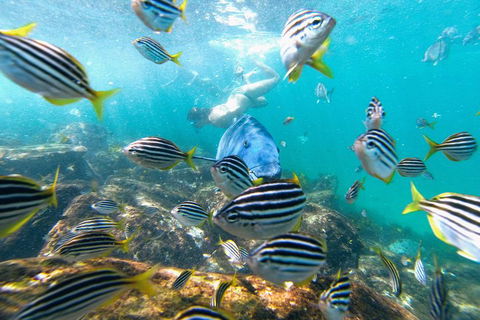 Manly Snorkel Trip And Nature Walk With Local Guide - Accommodation Adelaide 2