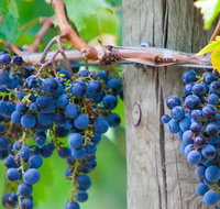 Yarra Valley Dandenong Ranges inc. lunch with wineplus morning teachocolate - Accommodation Adelaide