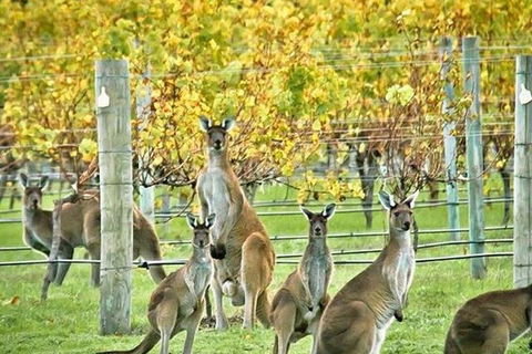 Margaret River Indulge And Discover Day Tour - Accommodation Adelaide 0