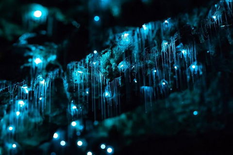 Hinterland Magic & Glow-worm Experience - Accommodation Adelaide 1