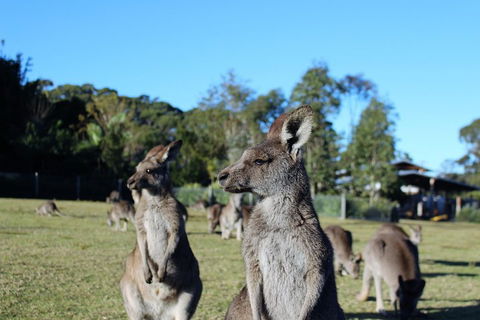 Royal National Park Tour - Accommodation Adelaide 2