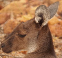 Australian animals Seascape and Sunset Photography Tour - Accommodation Adelaide
