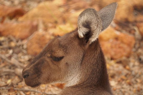 Australian Animals, Seascape And Sunset Photography Tour - Accommodation Adelaide 0