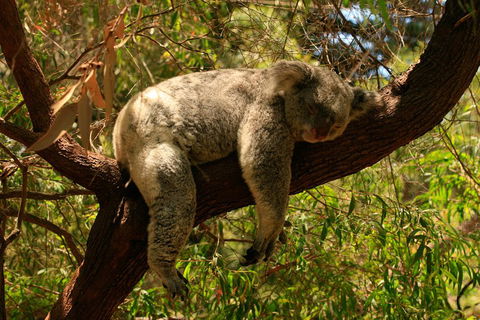 Australian Animals, Seascape And Sunset Photography Tour - Accommodation Adelaide 1