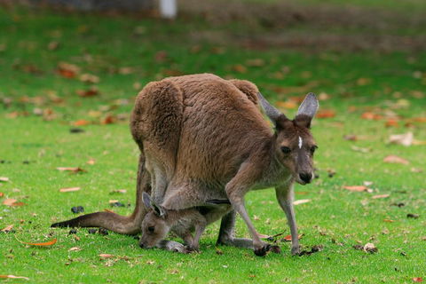 Australian Animals, Seascape And Sunset Photography Tour - Accommodation Adelaide 2