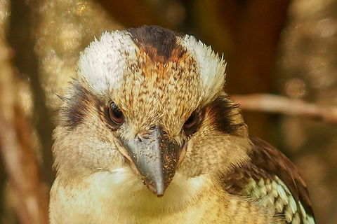 Australian Animals, Seascape And Sunset Photography Tour - Accommodation Adelaide 3