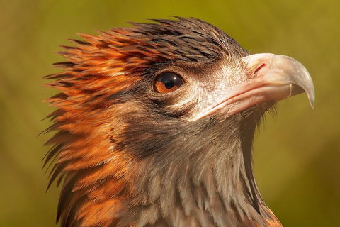 Australian Animals, Seascape And Sunset Photography Tour - Accommodation Adelaide 4