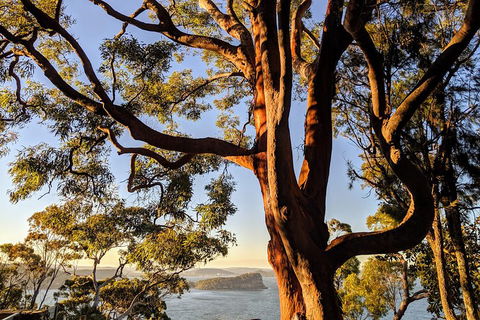 Manly & Sydney's Northern Beaches With 'Personalised Sydney Tours' - Accommodation Adelaide 4