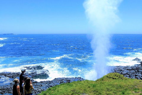 Erupting Blowholes And Ancient Rainforests With 'Personalised Sydney Tours' - Accommodation Adelaide 5