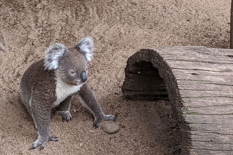 Australian Wildlife & Waterfalls Private Tour With 'Personalised Sydney Tours' - Accommodation Adelaide 0