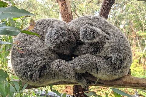 Australian Wildlife & Waterfalls Private Tour With 'Personalised Sydney Tours' - Accommodation Adelaide 2
