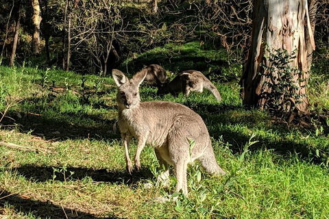 Australian Wildlife & Waterfalls Private Tour With 'Personalised Sydney Tours' - Accommodation Adelaide 3
