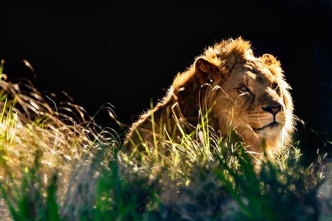 Sydney Taronga Zoo General Entry Ticket - Accommodation Adelaide 0