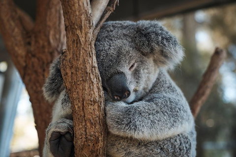 Sydney Taronga Zoo General Entry Ticket - Accommodation Adelaide 3