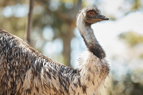 Sydney Taronga Zoo General Entry Ticket - Accommodation Adelaide 4