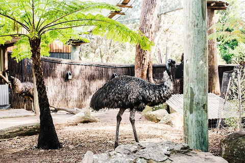 Sydney Taronga Zoo General Entry Ticket And Wild Australia Experience - Accommodation Adelaide 0