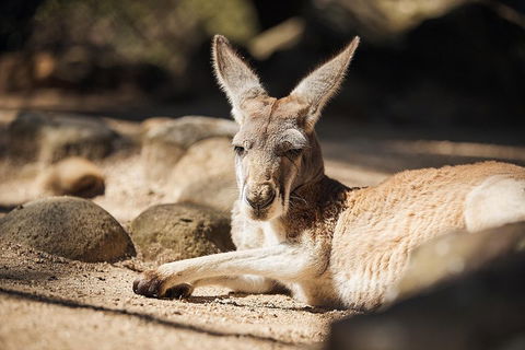 Sydney Taronga Zoo General Entry Ticket And Wild Australia Experience - Accommodation Adelaide 3
