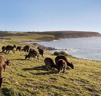 Kangaroo Island Personal Group Tours - Accommodation Adelaide