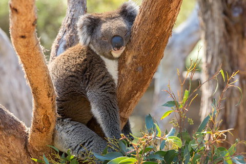 Mount Lofty Hike And Cleland Wildlife Park Day Trip From Adelaide - Accommodation Adelaide 2