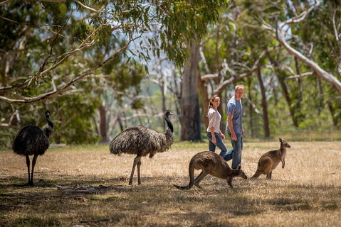 Mount Lofty Hike And Cleland Wildlife Park Day Trip From Adelaide - Accommodation Adelaide 5