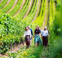 Tasmanian Wine Tour - Accommodation Adelaide