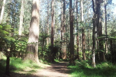 Discover Tour: Dandenong Ranges & William Ricketts Sanctuary - Accommodation Adelaide 5