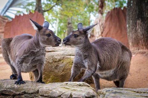 Australia Multi-City Attractions Pass - Accommodation Adelaide 4