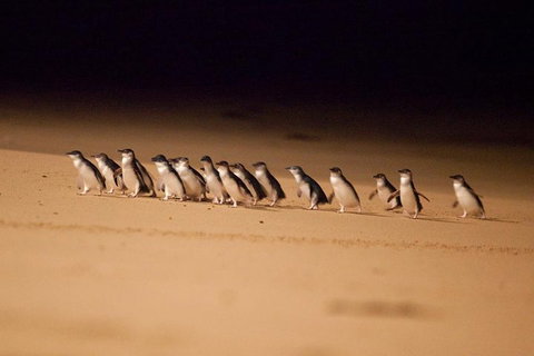 The Ultimate Melbourne Attractions Pass - Accommodation Adelaide 5