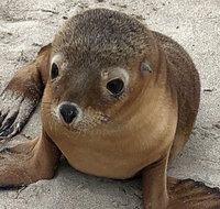 Kangaroo Island Scenic Trail Tour - Accommodation Adelaide