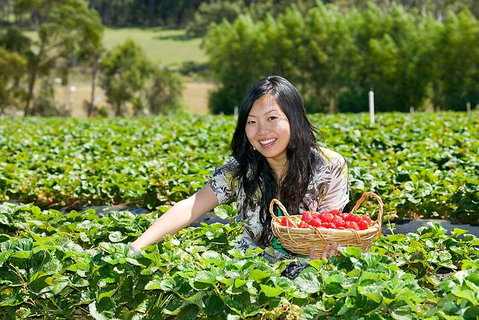 Mornington Peninsula Small Group Day Tour - Accommodation Adelaide 4