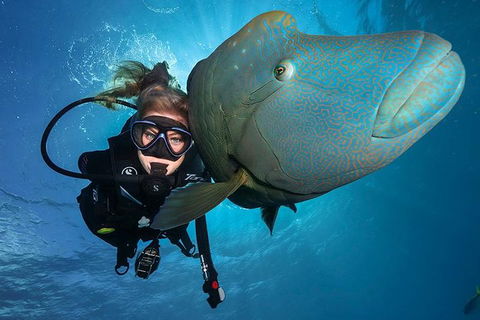 Great Barrier Reef Snorkeling And Diving Cruise From Cairns - Accommodation Adelaide 0