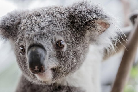 Ultimate Sydney Pass - Accommodation Adelaide 2