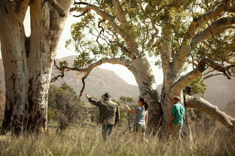Yura Udnyu - Our Culture, Your Culture (Aboriginal Cultural Walk) - Accommodation Adelaide 5