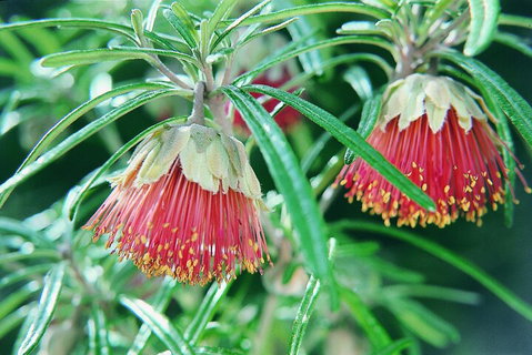 Full-Day Pinnacles Desert And Yanchep National Park Tour From Perth - Accommodation Adelaide 1