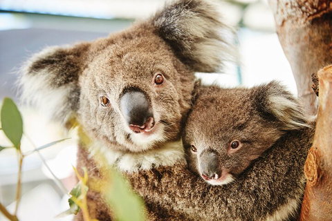 Full-Day Pinnacles Desert And Yanchep National Park Tour From Perth - Accommodation Adelaide 5