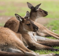 Private Ballarat and Sovereign Hill Tour from Melbourne - Accommodation Adelaide