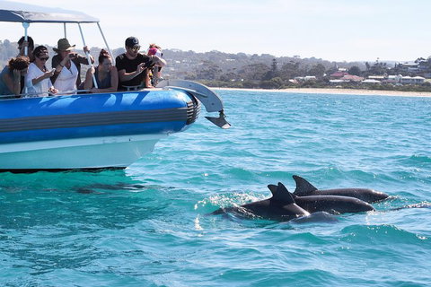 Seal Island Boat Tour From Victor Harbor - Accommodation Adelaide 5
