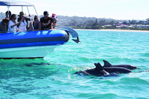 Southern Ocean Adventure From Victor Harbor - Accommodation Adelaide 2