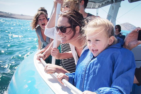 Southern Ocean Adventure From Victor Harbor - Accommodation Adelaide 4