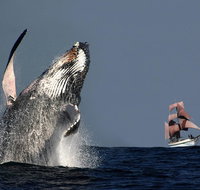 Sydney Harbour Tall Ship Whale  Sail - Whale Watching Cruise - Accommodation Adelaide