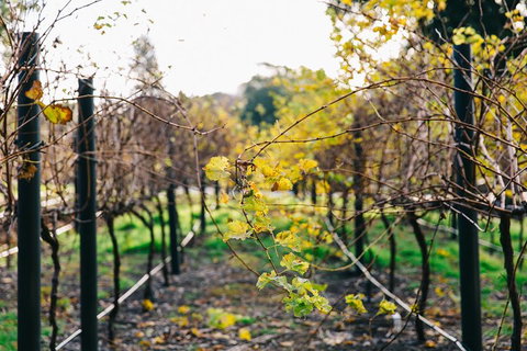 Australian Wine Discovery Tour Ticket - Accommodation Adelaide 4