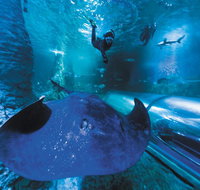 Snorkel with Sharks at AQWA - Accommodation Adelaide