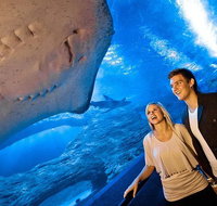 Dive with Sharks at AQWA - Accommodation Adelaide