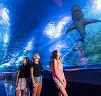 Lunch and General Admission Entry at AQWA - Accommodation Adelaide