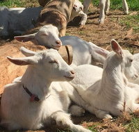 Mornington Peninsula Winery Tours with Cheese Chocolate Tastings from Melbourne - Accommodation Adelaide