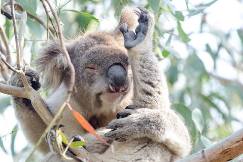 Great Ocean Road Reverse Itinerary With 12 Apostles From Melbourne - Accommodation Adelaide 1