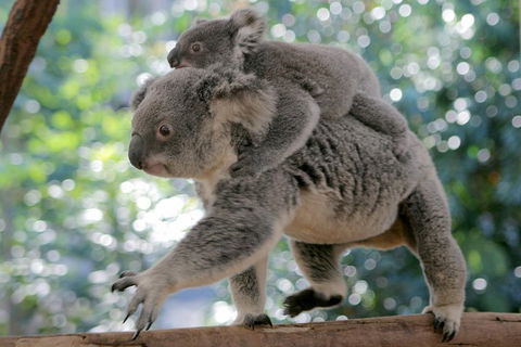 Lone Pine Koala Sanctuary Admission With Brisbane River Cruise - Accommodation Adelaide 0